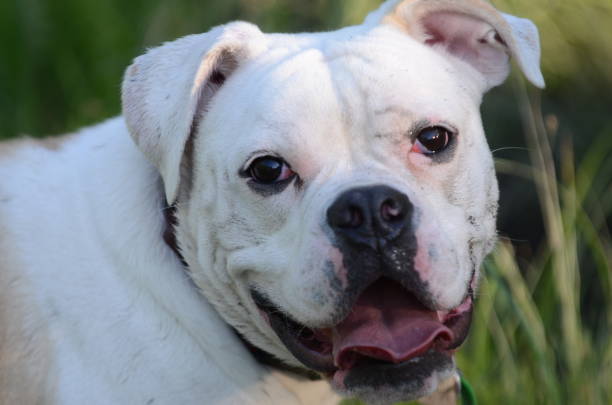 istock Close-up of a Bulldog's Face 1144656126