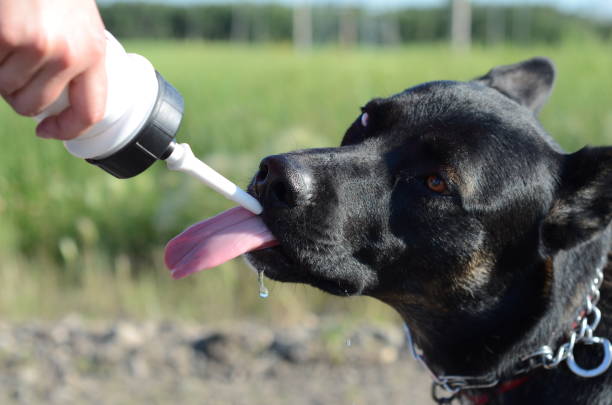 istock dog drinking water from a bottle on a hot summer day 1144656891