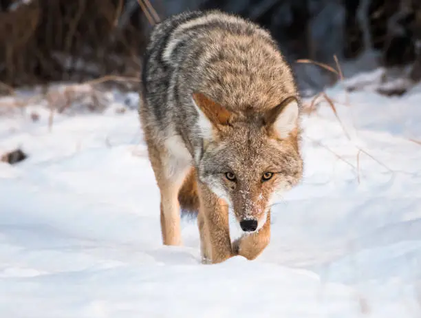 Coyote in the snow