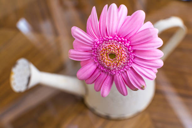 istock Vintage style watering can with arranged flowers 1144658570