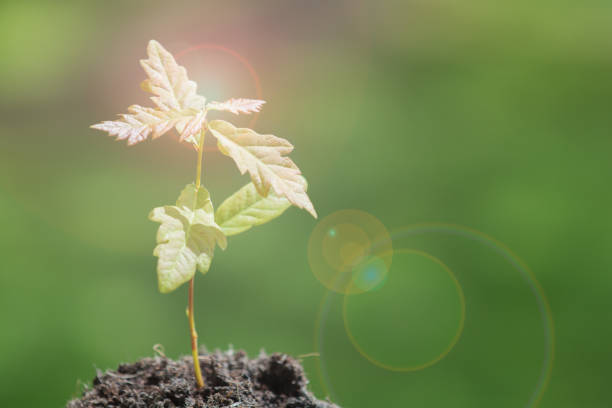 istock Small plant growing in earth 1144658738