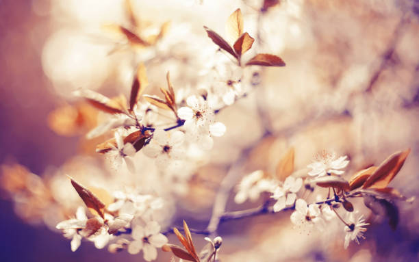 istock Branches of the blossoming cherry 1144660020