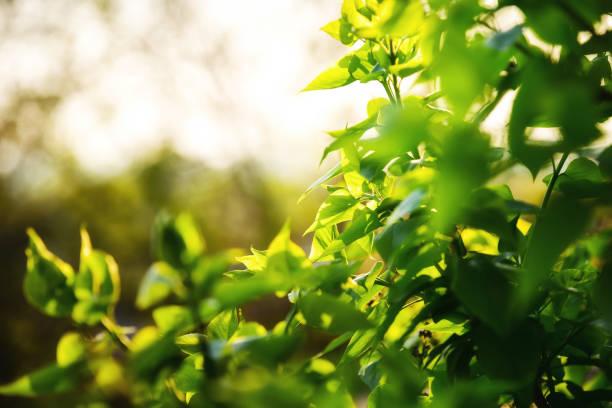 Green leaves of sunshine, copy space. Green leaves of the bush are illuminated by the rays of sunlight at sunset, copy space.
