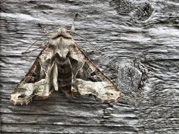 Moth Sits on Texture Wood