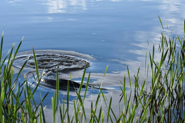 большая трава карпа рыба плавание возле кромки воды - dullstroom стоковые фото и изображения