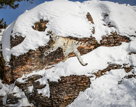 Beautiful snow leopard leaping in the snow