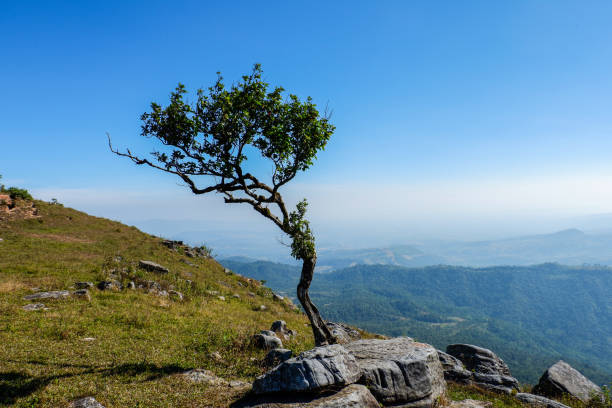 Rock with tree on hill top mountain and blue sky background / Landscape view poin field stone