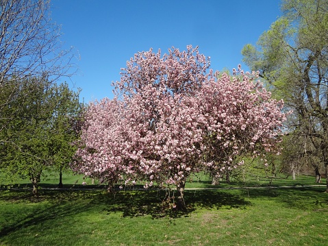 Flowering Tree with Pretty Pink Blossoms in City Park in Springtime