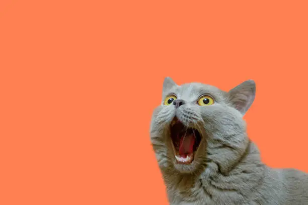 Photo of A lilac British cat with a blue coat looking up. The cat opened his mouth with a mad look. The concept of an animal that is surprised or amazed. The figure of a cat on an isolated background of coral color.