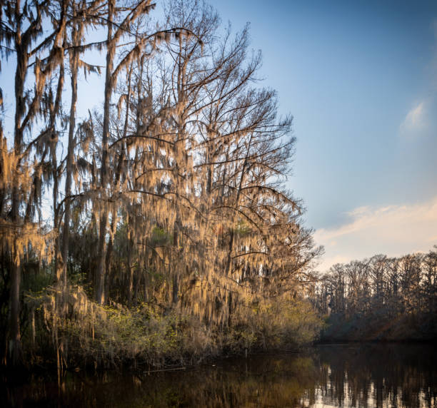 istock Swampy cypress bayou in the sun 1144673541