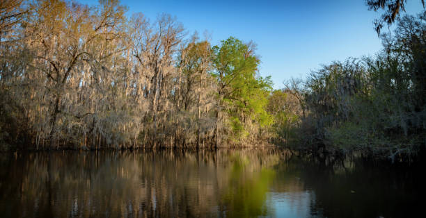 istock Swampy River on a sunny day 1144673575