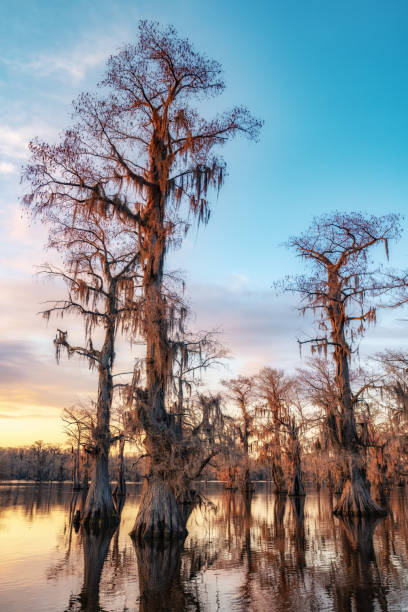 istock Portrait Caddo lake Sunset 1144673634