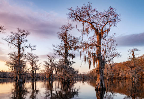 istock Colorful Swamp 1144673635