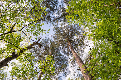 Looking up at a tree canopy in the woods