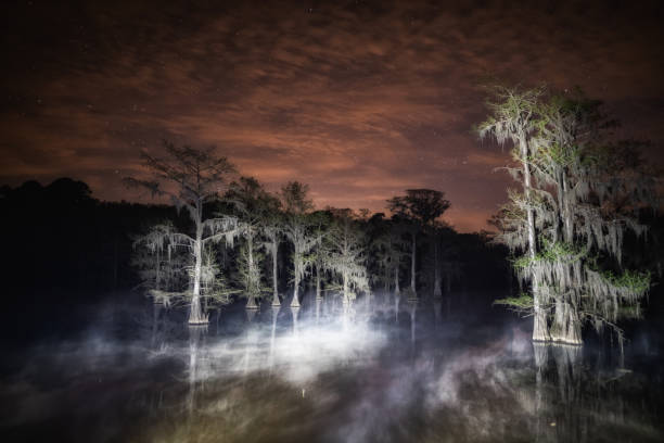 night fog caddo lake - cypress tree fotos imagens e fotografias de stock