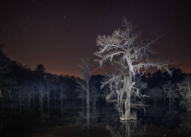 Night Bald Cypress Creepy Bald cypress tree at night in the swamp astrophotography stock pictures, royalty-free photos & images
