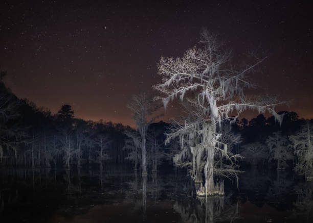 ночной лысый кипарис - big cypress swamp стоковые фото и изображения