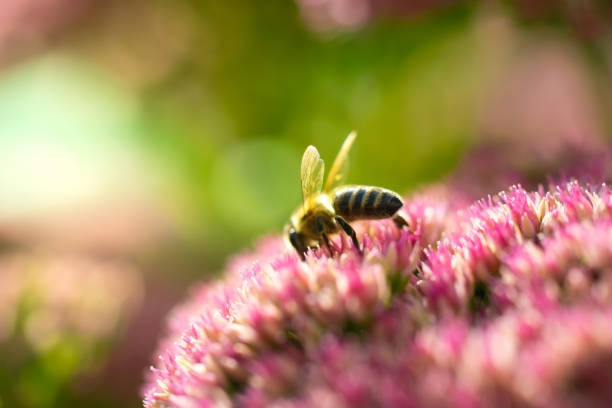 istock Honey bee collects nectar from a flower 1144674465