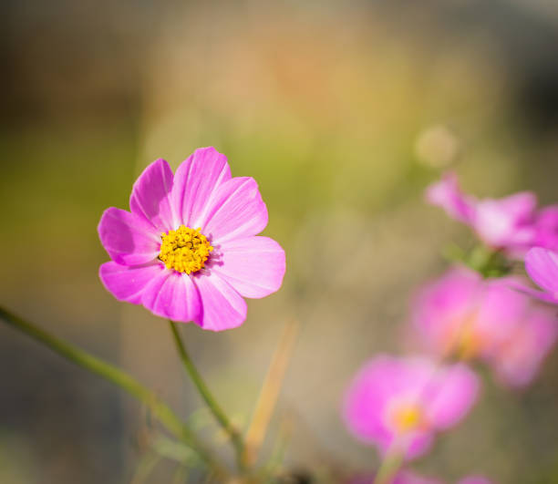 istock Cosmos flowers on a blurred background. 1144674557