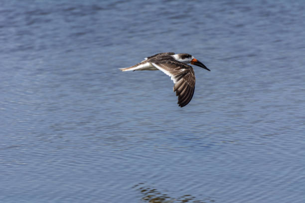 istock Exotic bird, black skimmer, Rynchops niger, flying at the Lagoa da Chica. 1144675355