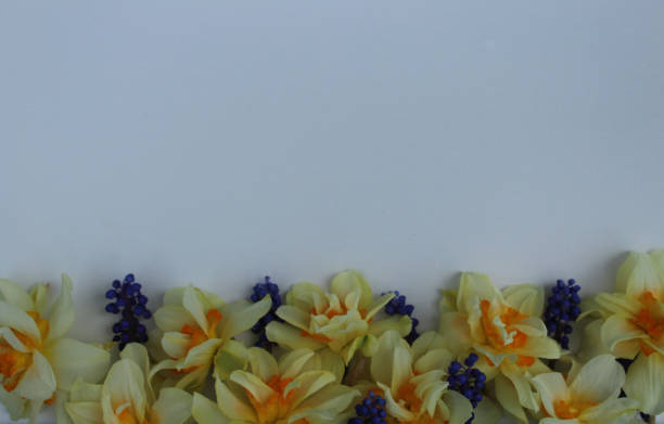 istock Daffodils and grape hyacinth border a white background. 1144675403