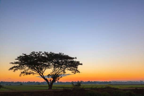 istock Lonely tree silhouette on open field at sunrise morning 1144675492