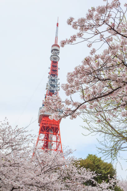 istock Sakura cherry blossom during spring season 1144675566