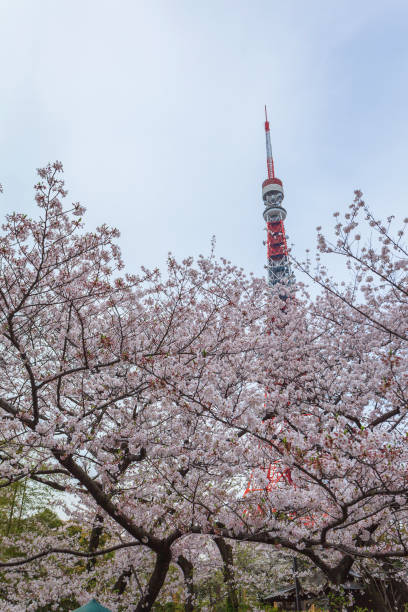 istock Sakura cherry blossom during spring season 1144675588