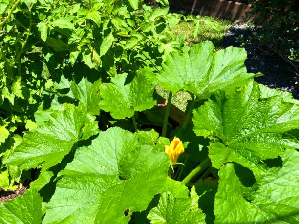 istock Zucchini plant in backyard raised planter bed 1144676166