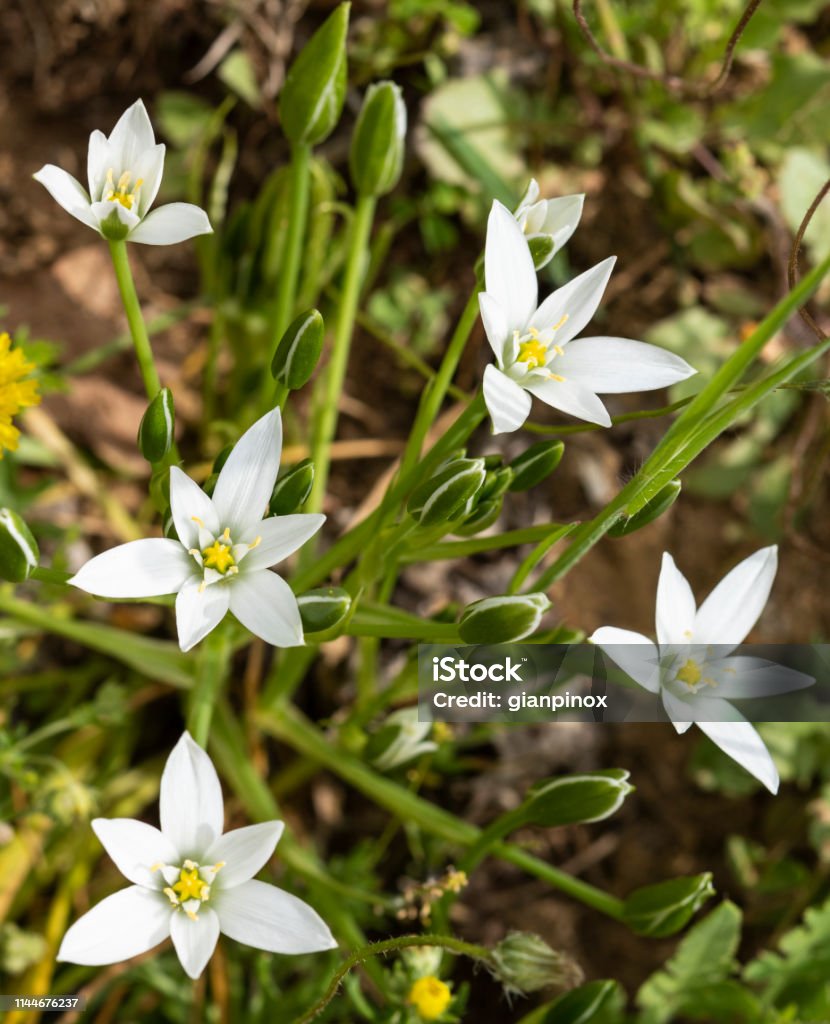 Bulbo Planta Flores Blancas Foto de stock y más banco de imágenes de Aire  libre - Aire libre, Botánica, Estrella de Belén - Flor Templada - iStock