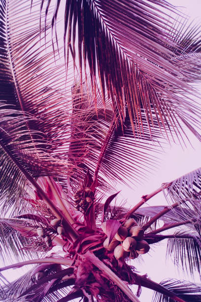 istock Coconut palm tree foliage under sky. Vintage background. Retro toned poster. 1144680275