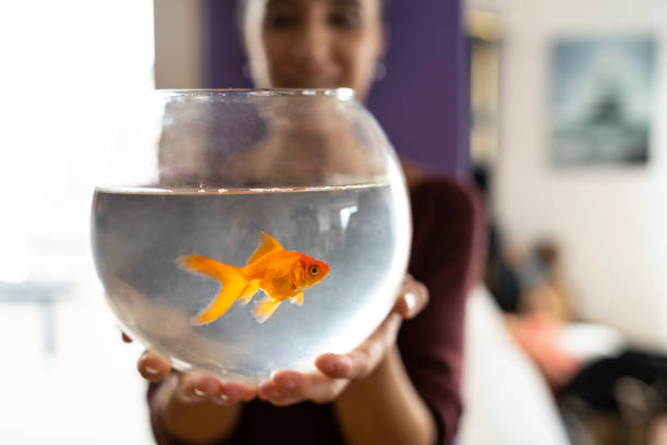 istock Woman holding an aquarium with gold fish 1144682998