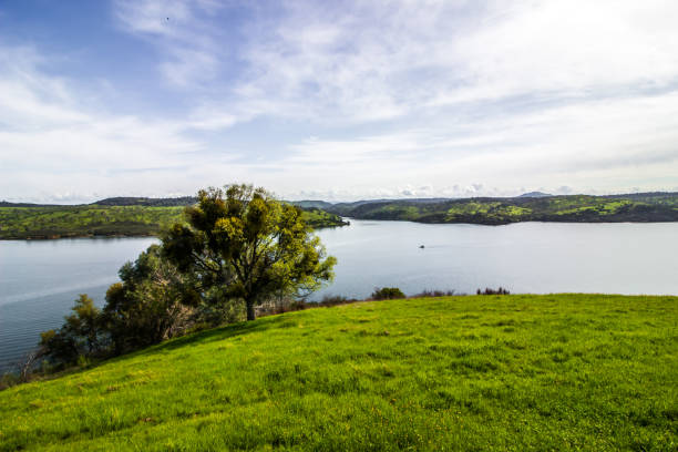 Lone Tree On Knoll Overlooking Reservoir
