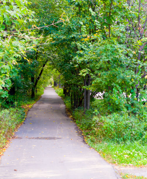istock walkway path through the forest at summer. background, nature 1144684725