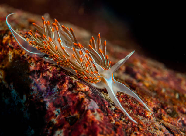 nudibranchia opalescente - opalescent foto e immagini stock