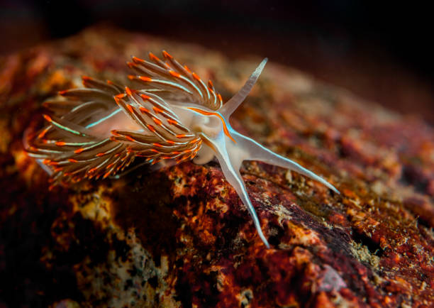 istock Opalescent nudibranch 1144686760