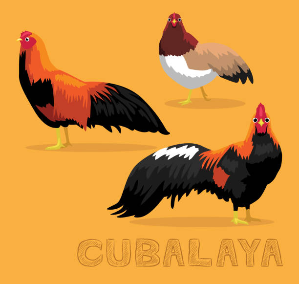 Chicken Cubalaya Cartoon Vector Illustration Animal Cartoon EPS10 File Format cubalaya stock illustrations
