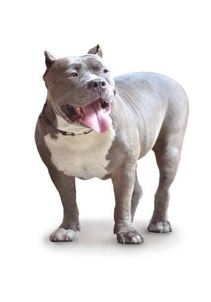 American Pitbull Dog Isolate Stock Photo - Download Image Now - American Pit Bull Terrier, Biting, Animal - iStock American Pitbull Dog Isolate Stock Photo - Download Image Now - American Pit Bull Terrier, Biting, Animal - iStock