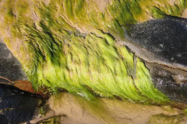 String algae- fibrous green strands of algae that looks like long strands of green hair growing on a rock at the edge of the ocean