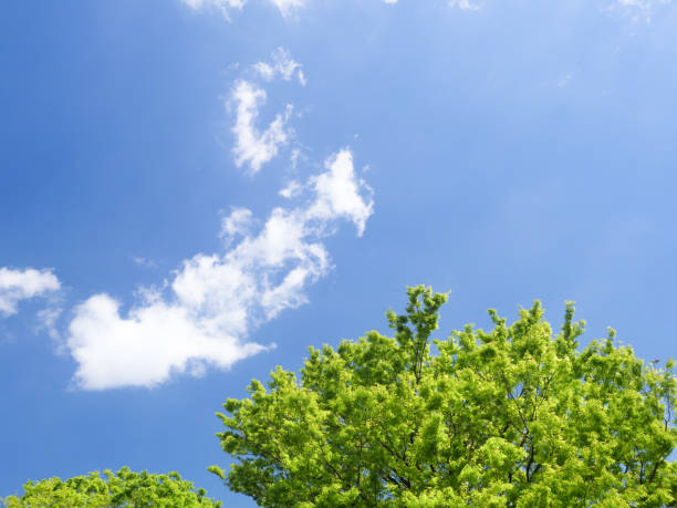 istock Blue sky and fresh green zelkova 1144691609