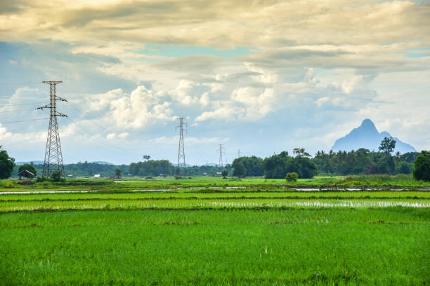 istock Landscape green rice field with electric pole high voltage and mountian background 1144697930