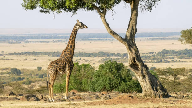 ampio colpo di una giraffa masticare foglie di acacia in masai mara - masai giraffe foto e immagini stock