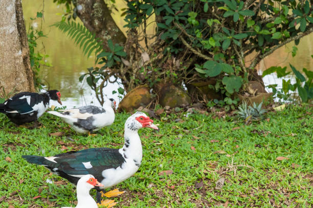 istock Masses duck in the Farm.Thailand 1144700341