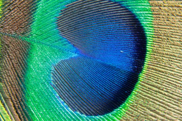 istock Vibrant and Colorful Peacock feather background. 1144700348