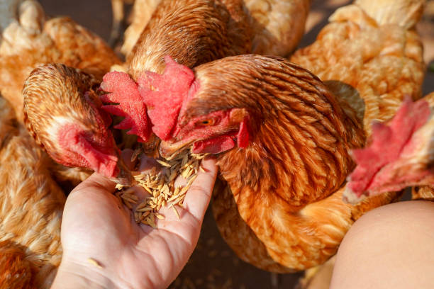 クローズアップ鶏は、女性の手から食べ物を食べる, ナチュラルフリーレンジ有機農場 - chicken bird close up domestic animals ストックフォトと画像