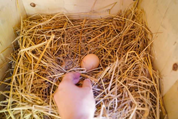 Chiudi la mano raccogliendo un uovo nel pollaio, sano stile di vita alimentare biologico - foto stock