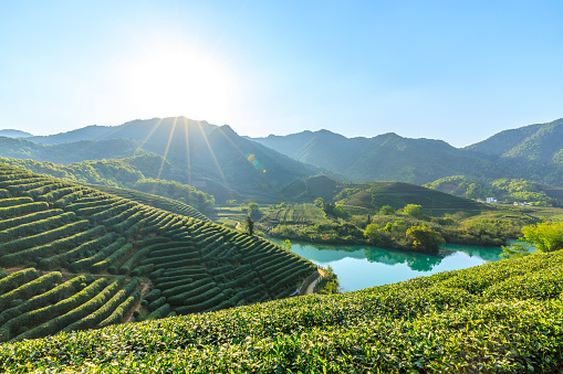 Beautiful green tea plantation natural landscape