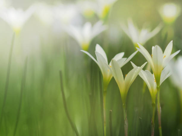 piccoli fiori bianchi con nebbiosi dopo aver piovuto. - zephyranthes lily foto e immagini stock