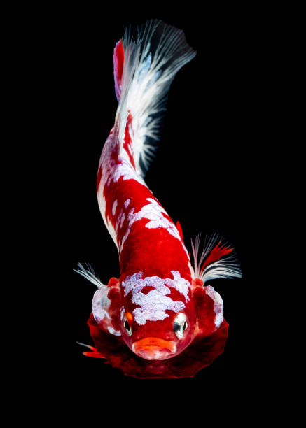 istock Betta fish Fight in the aquarium 1144706828