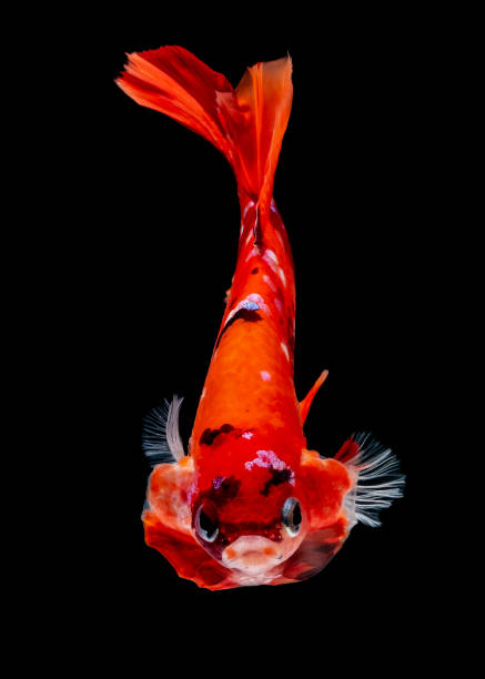 istock Betta fish Fight in the aquarium 1144706844